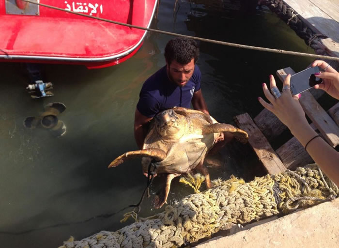 ���������ڱ�³����Ű�������ȡ� / PHOTOGRAPH BY JASON MIER, ANIMALS LEBANON