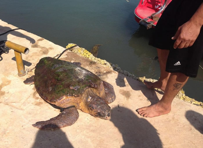 ��ֻ������Ͷ���С���� / PHOTOGRAPH BY JASON MIER, ANIMALS LEBANON