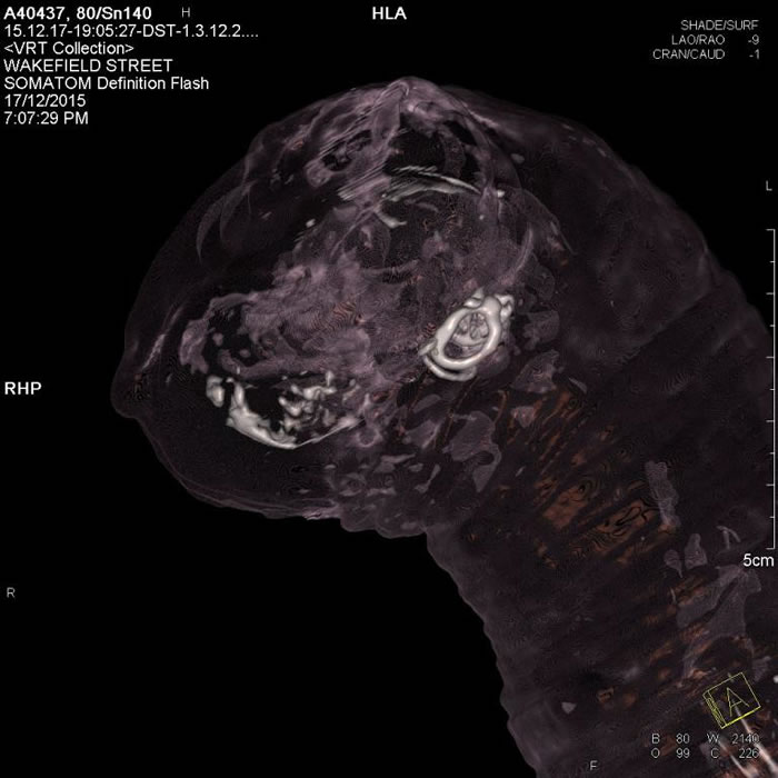 ͸��ԭ���������������ϰ��޲���ݲ�֮èľ�����ڲ�Ӱ�� PHOTOGRAPH BY JAMES M. BEWES