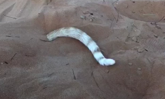 沙漠发现新品种蛇?原来是喵星人尾巴