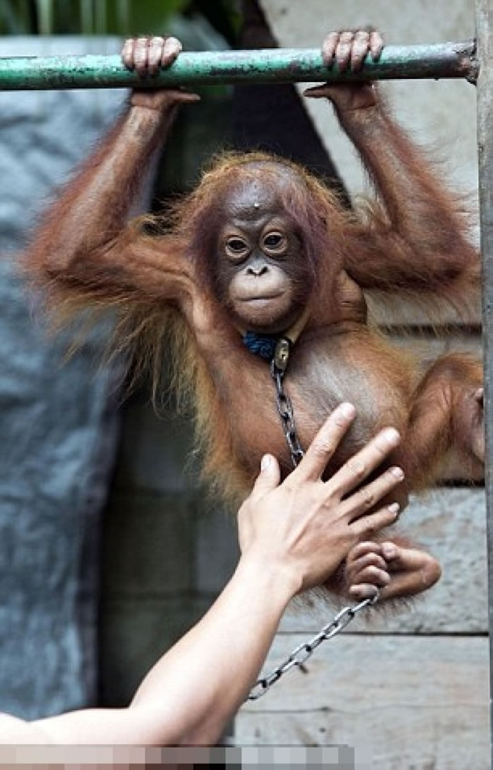 Bujing�һ񡰺�ë���ɼƻ������ȡ�