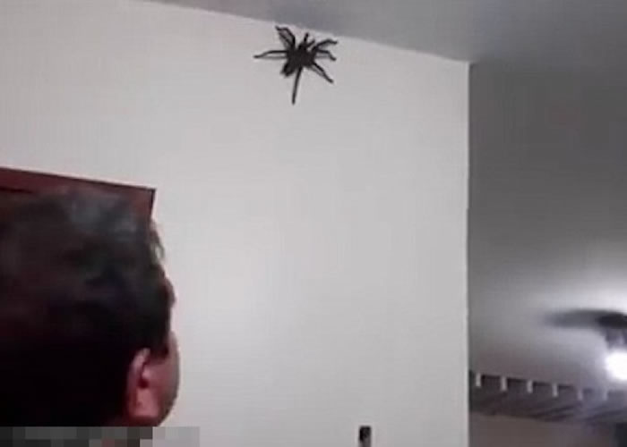 巨型黑蜘蛛伏在天花墙角。