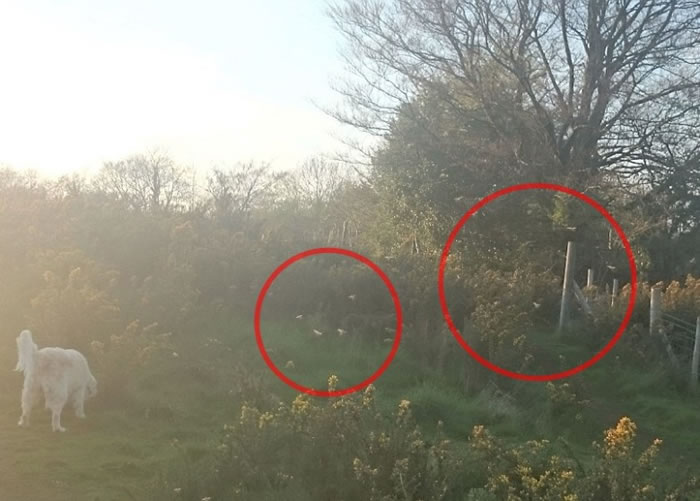 骤眼看“仙子”(红圈)如有手脚及翅膀。