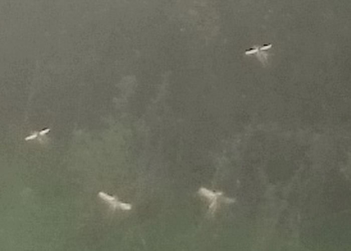 有人质疑“仙子”只是普通蜻蜓。