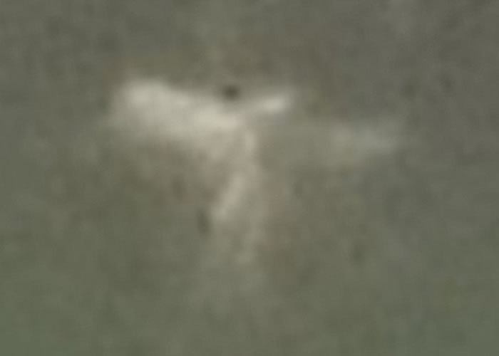 到底它是仙子抑或是常见不过的昆虫?