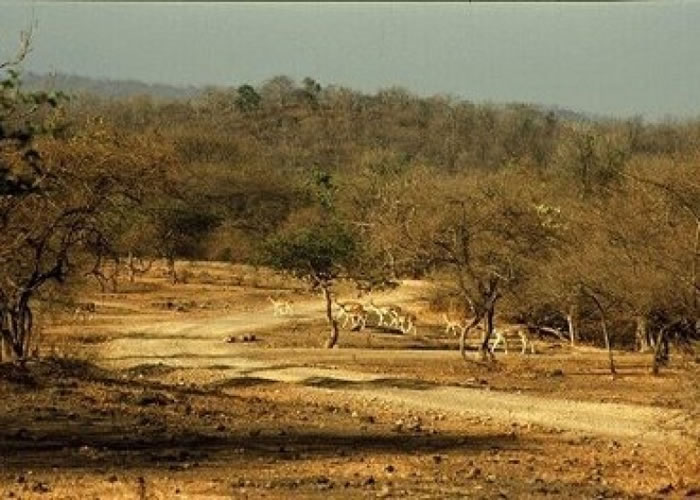 ӡ�ȵļ�������������ʨ��ʳ���¼���