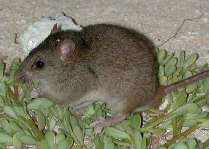 ɺ����β���������Ǩ�����֡�