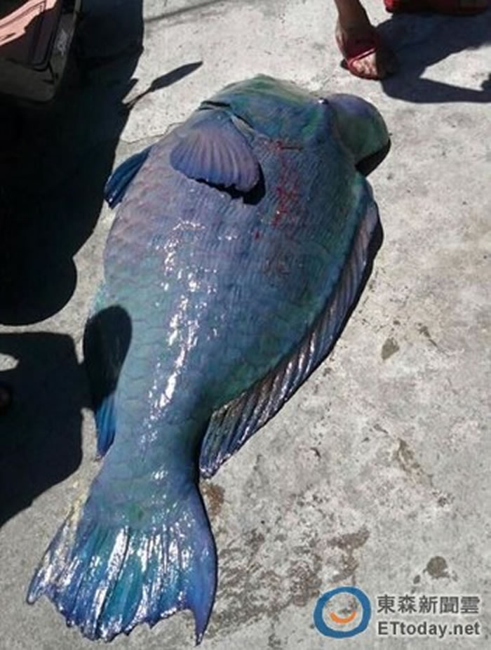 兰屿海边2日出现一尾隆头鹦哥鱼载浮载沉,被浪打上岸后自然死亡。(图/兰屿.蓝海屋授权提供,下同)