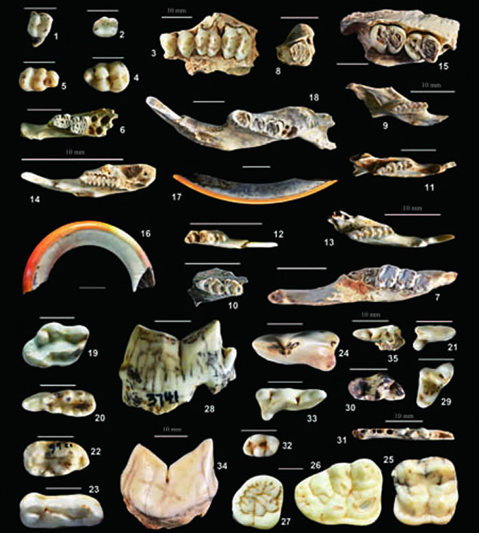 杨家湾1号洞出土的啮齿类、灵长类及食肉类动物化石(同号文供图)