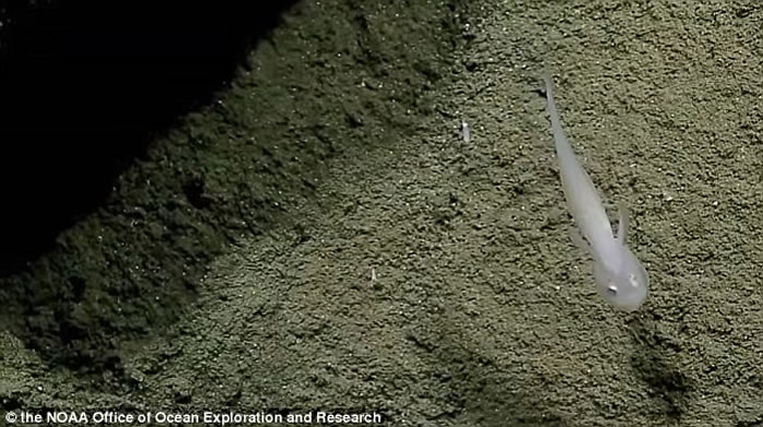 马里亚纳海沟2500公尺深海发现透明裸鼬鱼科“鬼鱼”