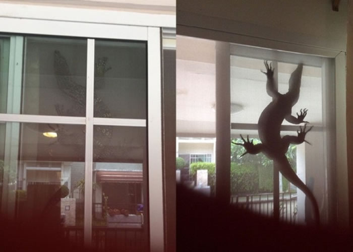 以为自己是壁虎?泰国巨蜥敲门又爬窗