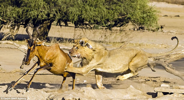摄影师苦等数天捕捉到南非雄狮猎杀羚羊全过程
