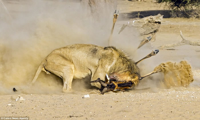 摄影师苦等数天捕捉到南非雄狮猎杀羚羊全过程