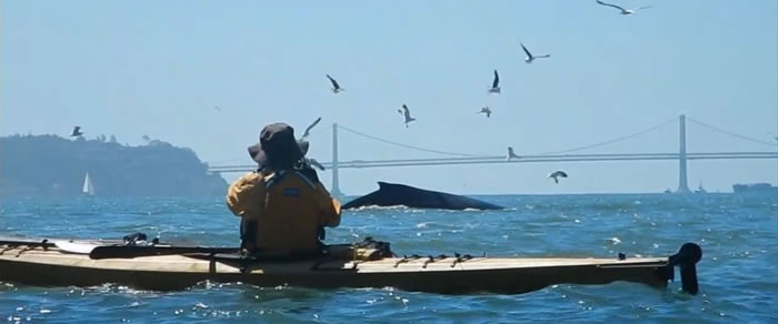 ��ͷ�����������ݽ��Ŵ����²�ʳ