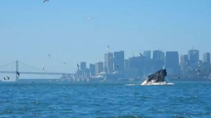 ��ͷ�����������ݽ��Ŵ����²�ʳ