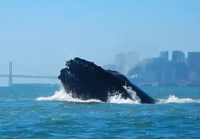 ��ͷ�����������ݽ��Ŵ����²�ʳ