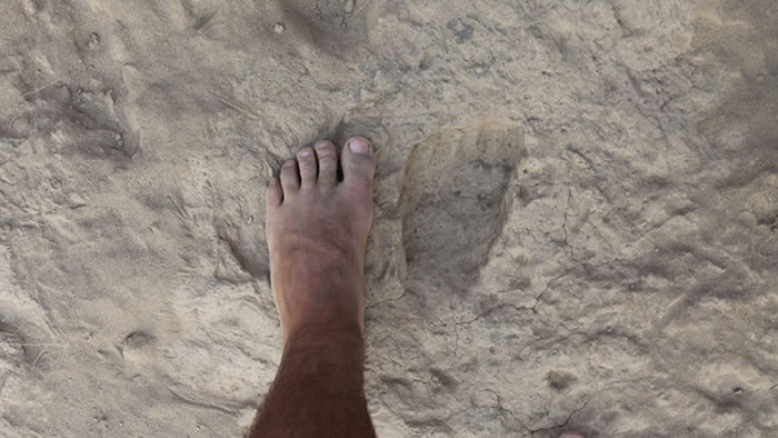 系统发生生物地理学与进化