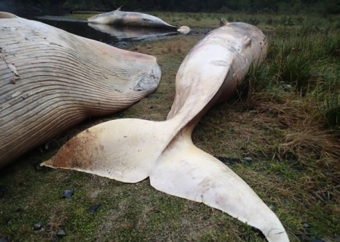 去年科学家在智利发现目前已知的最大规模单一鲸鱼搁浅事件。(资料图片)