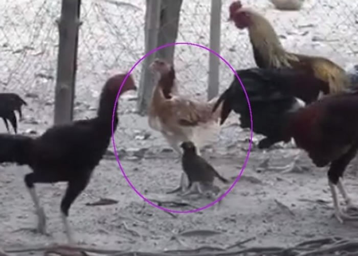 八哥“金毛”(红圈下)被指恋上同一屋檐下的母鸡(红圈上)。