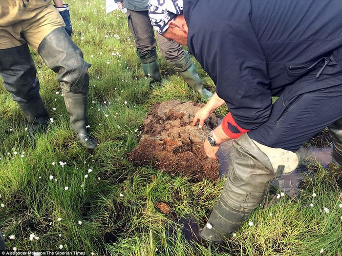 2016年是地球有史以来最热一年 西伯利亚北极圈冻原也“喘气”