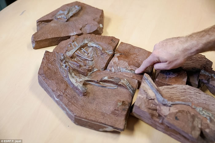 南非溪床中发现的两亿年前素食恐龙畸齿龙竟然长着“备用牙齿”