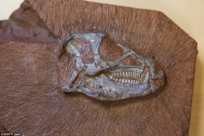 南非溪床中发现的两亿年前素食恐龙畸齿龙竟然长着“备用牙齿”