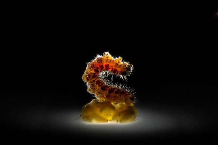 一只纹白蝶(cabbage butterfly)幼虫僵在菜蝶绒茧蜂(Cotesia glomerata, white butterfly wasp)的茧上。菜蝶