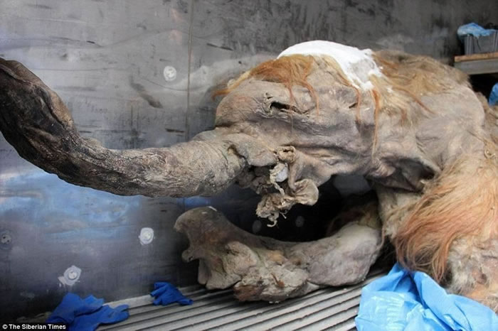 ͼ���Ǳ���ǳ���õġ��ȿ�������ʬ��걾