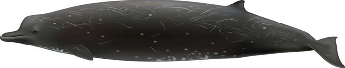 日本北海道发现黑色鲸鱼 证实是新品种喙鲸