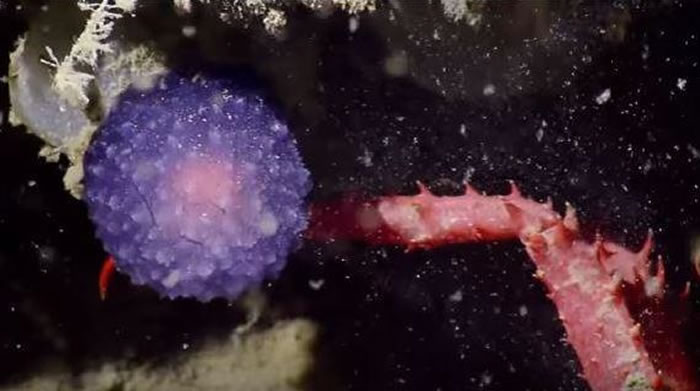 ⺣Ժֵɫ״ȫµĺ֣