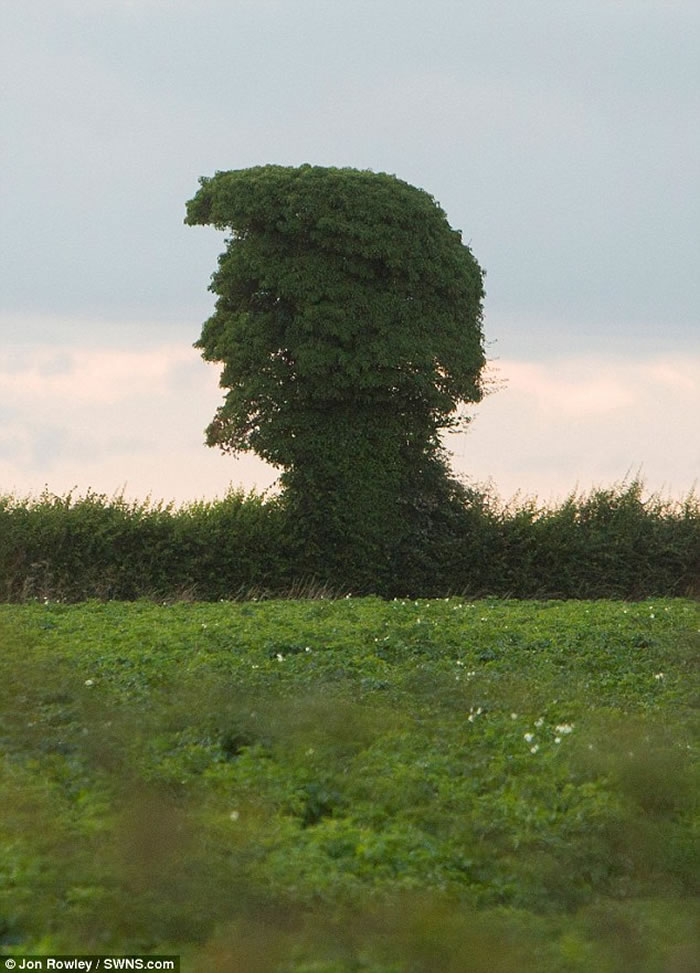 Ӣ������һ�ú����������͵�ͳ��ѡ��������ͷ�������