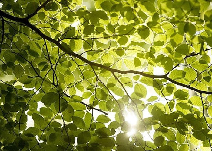 ��ѧ��ģ����Ҷ�Ĺ�������з��������¼�����