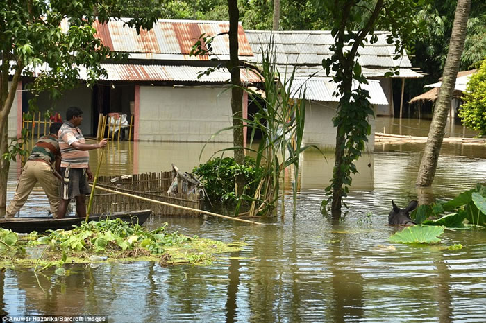 印度卡济兰加国家公园17头独角犀牛宝宝惨遭溺毙 村民划船抢救