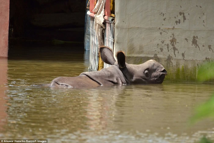 印度卡济兰加国家公园17头独角犀牛宝宝惨遭溺毙 村民划船抢救