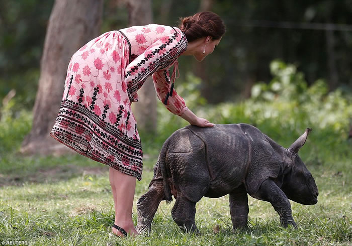 印度卡济兰加国家公园17头独角犀牛宝宝惨遭溺毙 村民划船抢救