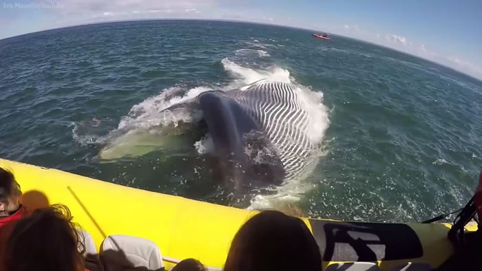 加拿大50吨巨大长须鲸游近观光船 侧身翻转露出皱褶大肚
