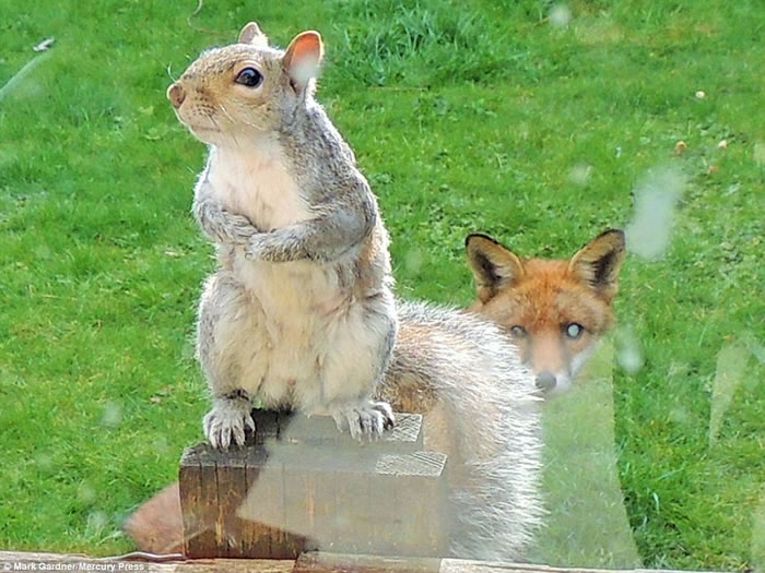 Ӣ���׶غ��껢������ С�����Ĵ����