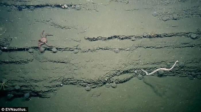 ̽նӡNautilus Live̽ططɫ״