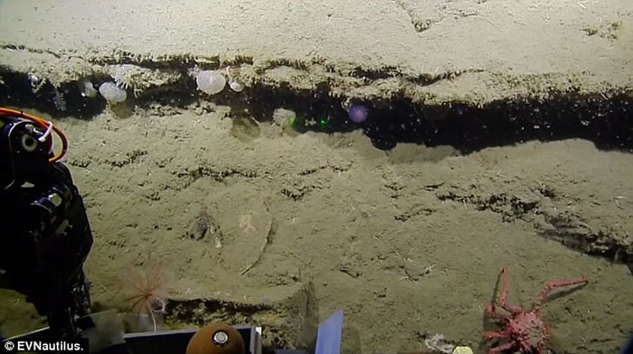 ̽նӡNautilus Live̽ططɫ״