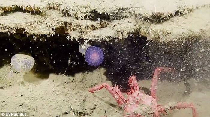 ̽նӡNautilus Live̽ططɫ״