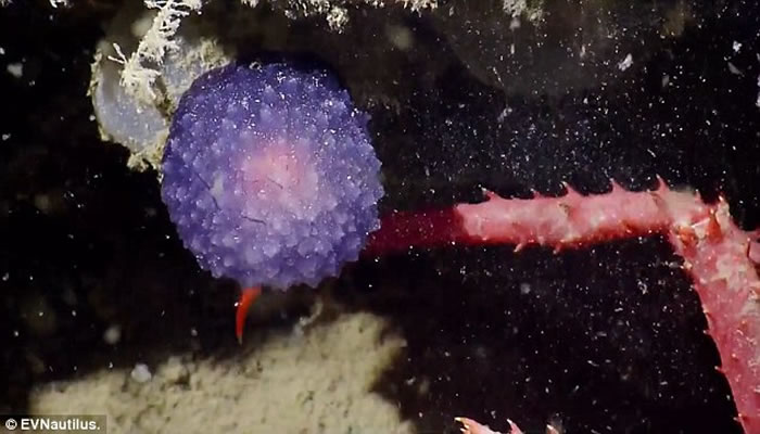 ̽նӡNautilus Live̽ططɫ״