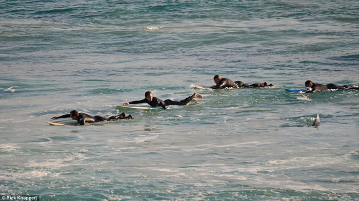 澳洲滑浪手惊魂:4米巨鲨伴游5分钟