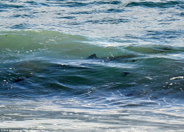 澳洲滑浪手惊魂:4米巨鲨伴游5分钟