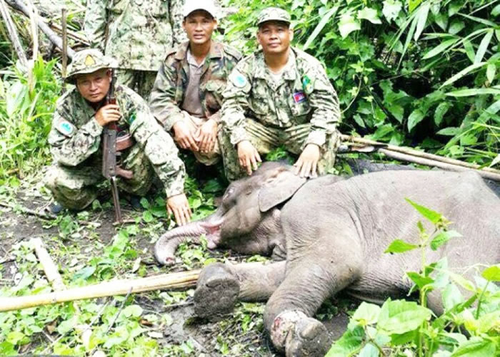 小野象因护林局缺乏急救设备而失救枉死。