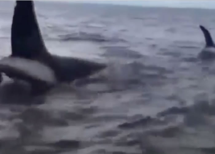 两条杀人鲸的鱼鯺完全突出水面。