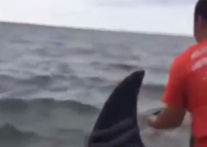 一名渔民用绳绑着一条杀人鲸的鳍,打算将其拉回水中。