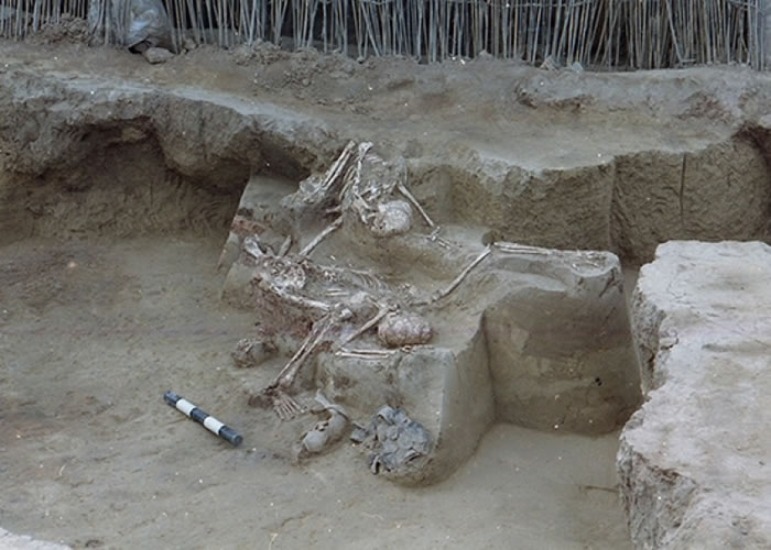 ������ַ�е��Źǡ�