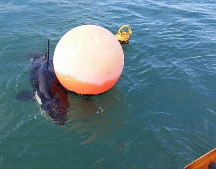 ����ֻ�븡��Ϊ�顣