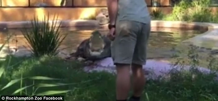 澳洲动物园鳄鱼塑料瓶卡喉 职员用木棒挑衅迫其吐出