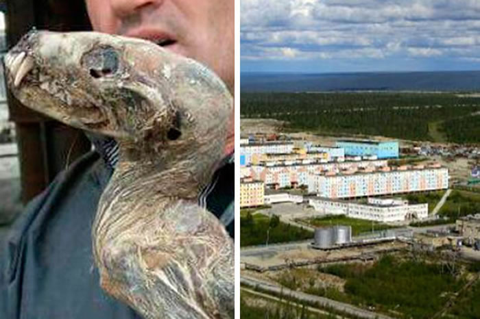 俄罗斯西伯利亚发现“怪物木乃伊” 科学家称可能是狼獾